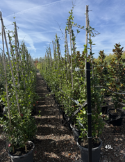 Trachelospermum jasminoides – Star Jasmine (Tripods) - Evergreen Trees Direct