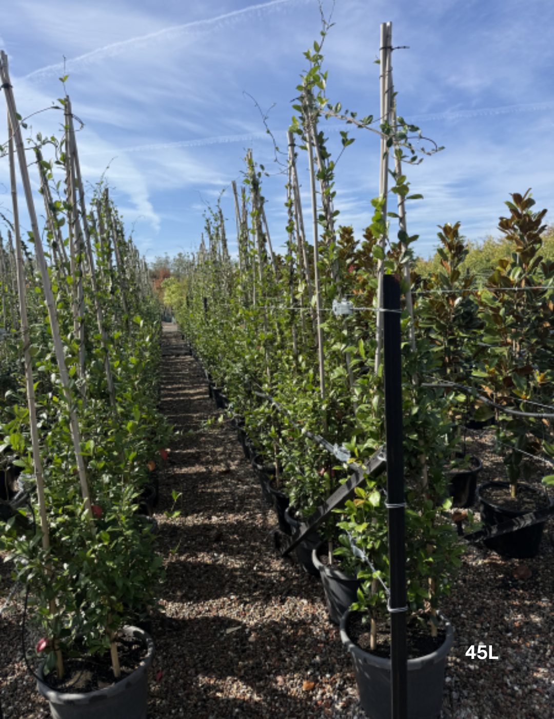 Trachelospermum jasminoides – Star Jasmine (Tripods) - Evergreen Trees Direct