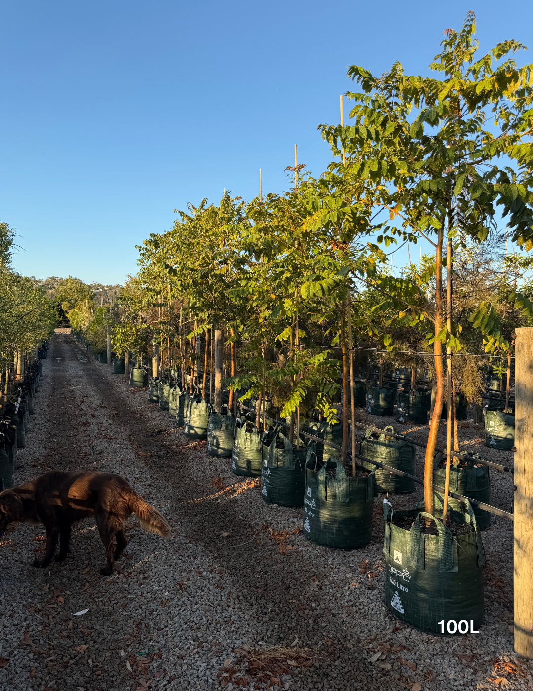 Toona ciliata – Australian Red Cedar - Evergreen Trees Direct