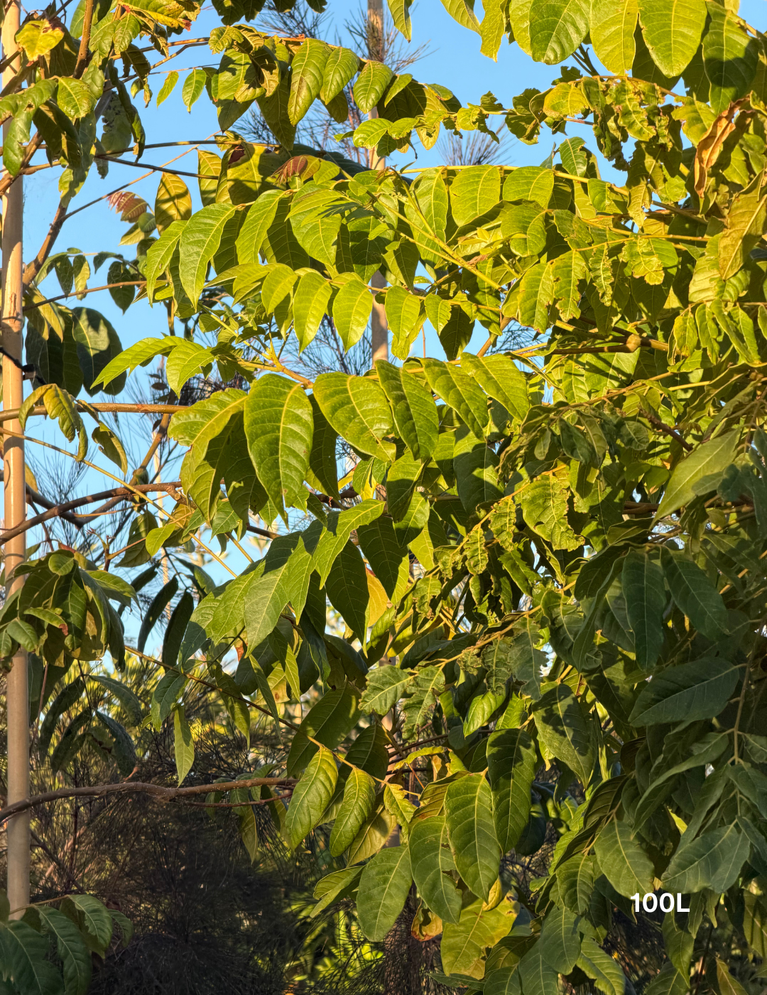 Toona ciliata – Australian Red Cedar - Evergreen Trees Direct