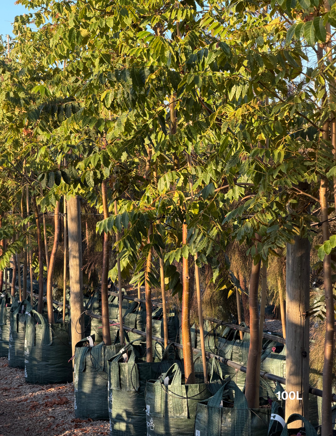 Toona ciliata – Australian Red Cedar - Evergreen Trees Direct