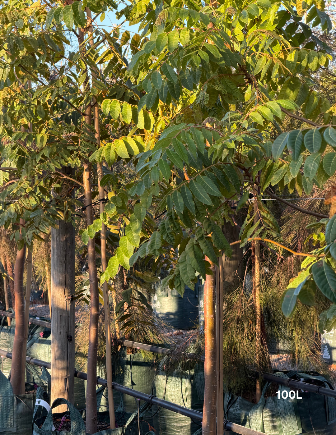 Toona ciliata – Australian Red Cedar - Evergreen Trees Direct