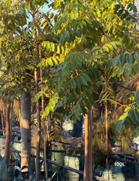 Toona ciliata – Australian Red Cedar | Deciduous Shade Tree