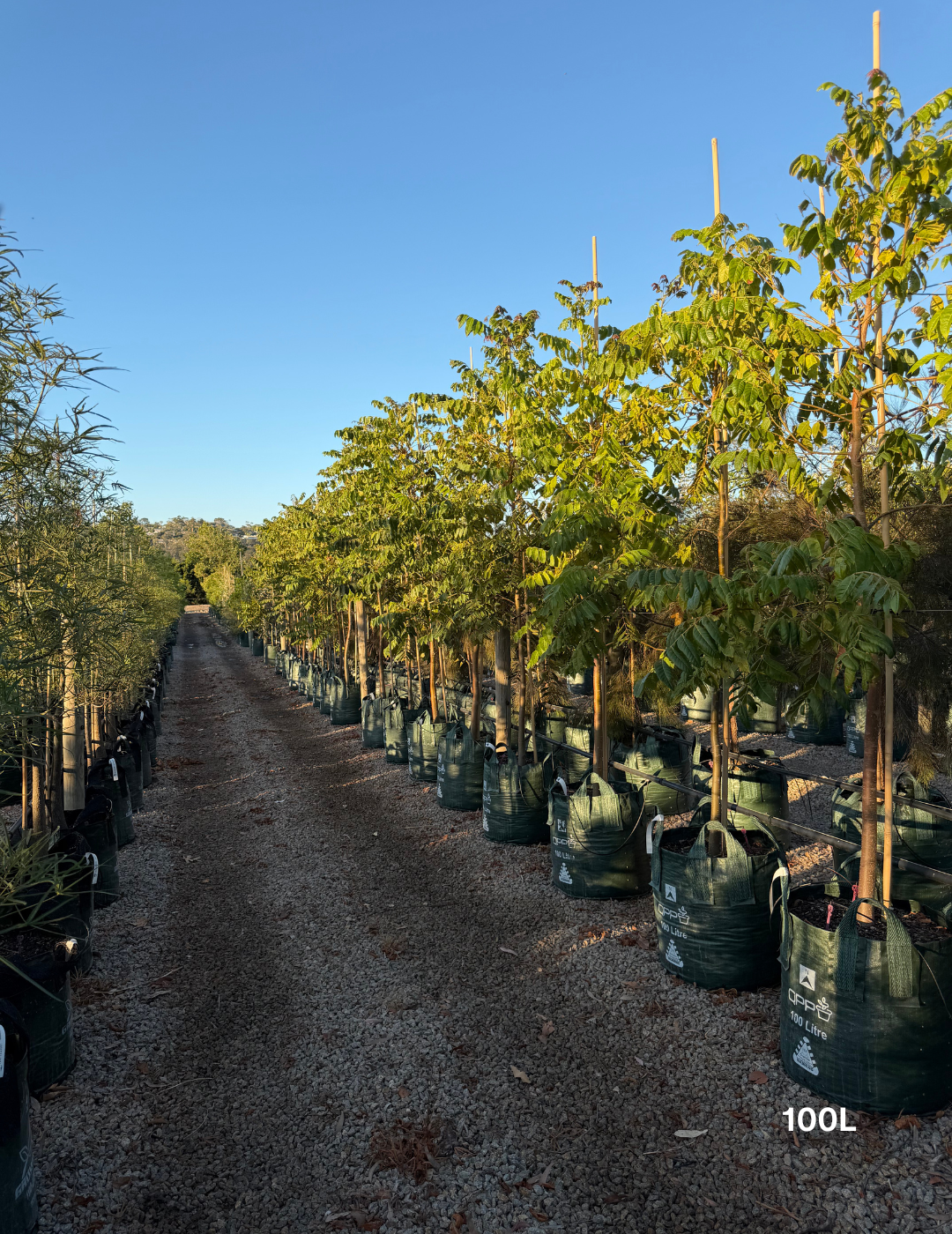 Toona ciliata – Australian Red Cedar - Evergreen Trees Direct