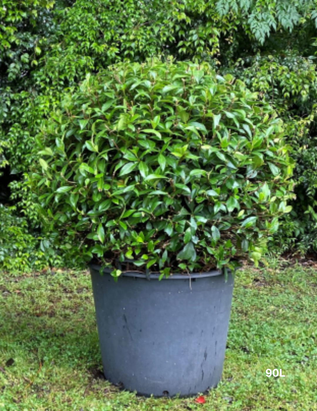 Trachelospermum jasminoides Balls – Star Jasmine Balls - Evergreen Trees Direct