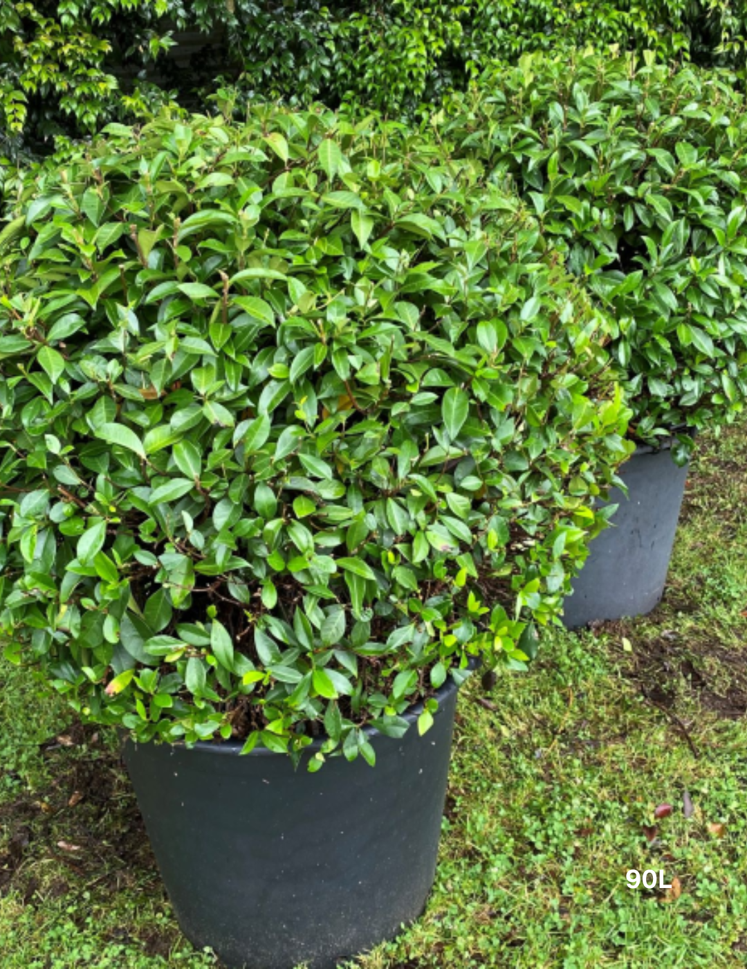 Trachelospermum jasminoides Balls – Star Jasmine Balls - Evergreen Trees Direct