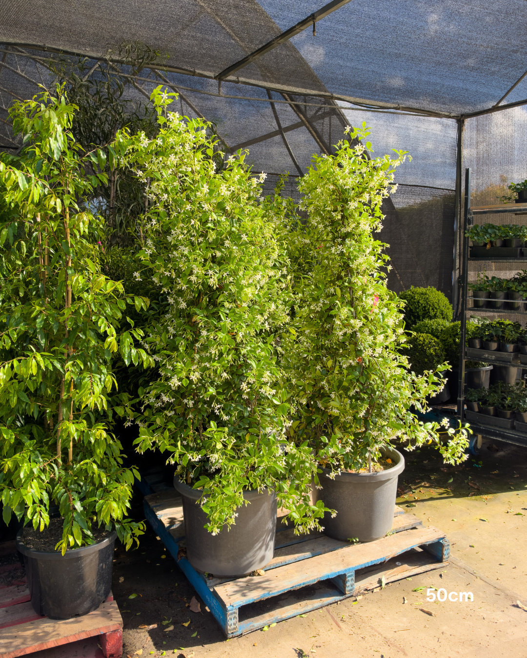 Trachelospermum jasminoides – Star Jasmine