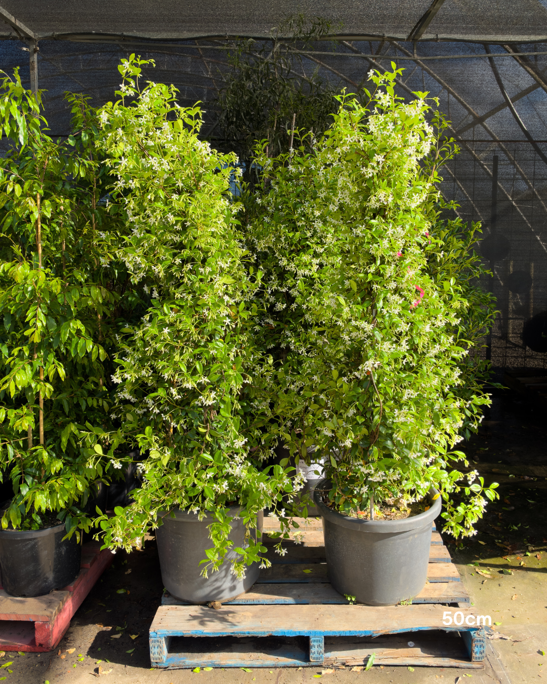 Trachelospermum jasminoides – Star Jasmine