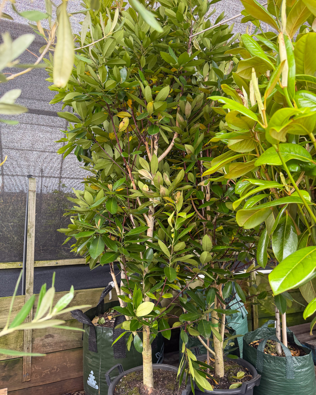 Tristaniopsis laurina 'Luscious' - Watergum - DECEMBER SALE