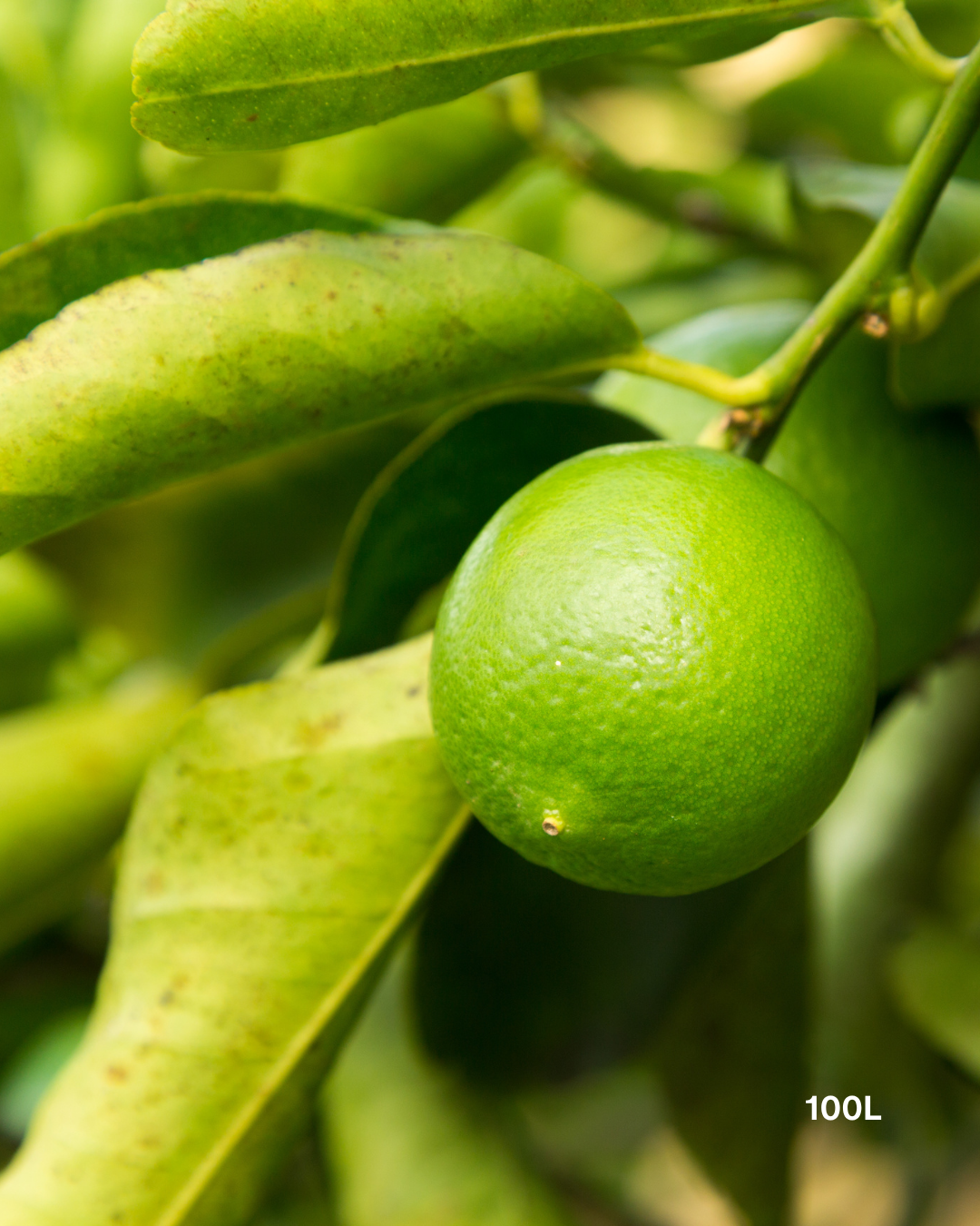 Citrus latifolia ‘Tahitian’ – Tahitian Lime Tree