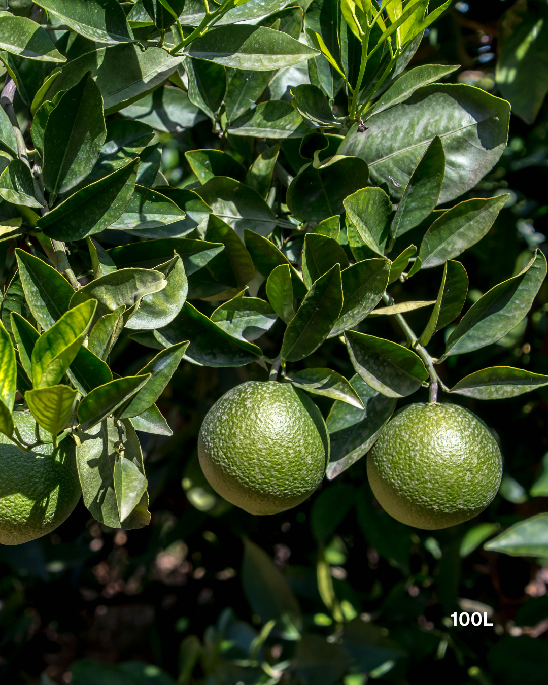 Citrus latifolia ‘Tahitian’ – Tahitian Lime Tree