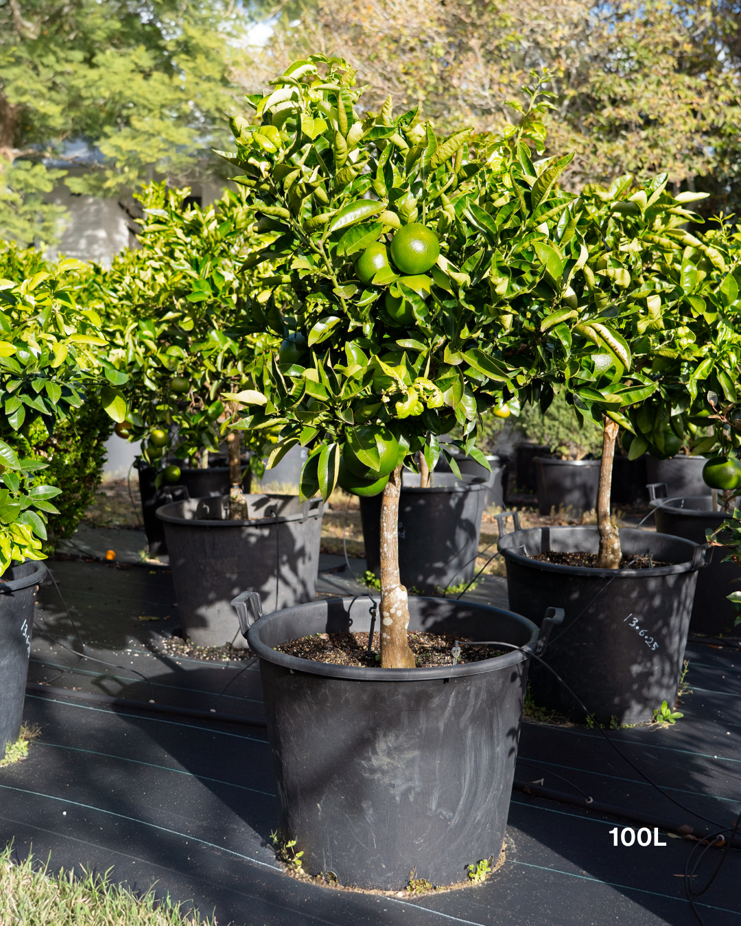 Citrus latifolia ‘Tahitian’ – Tahitian Lime Tree