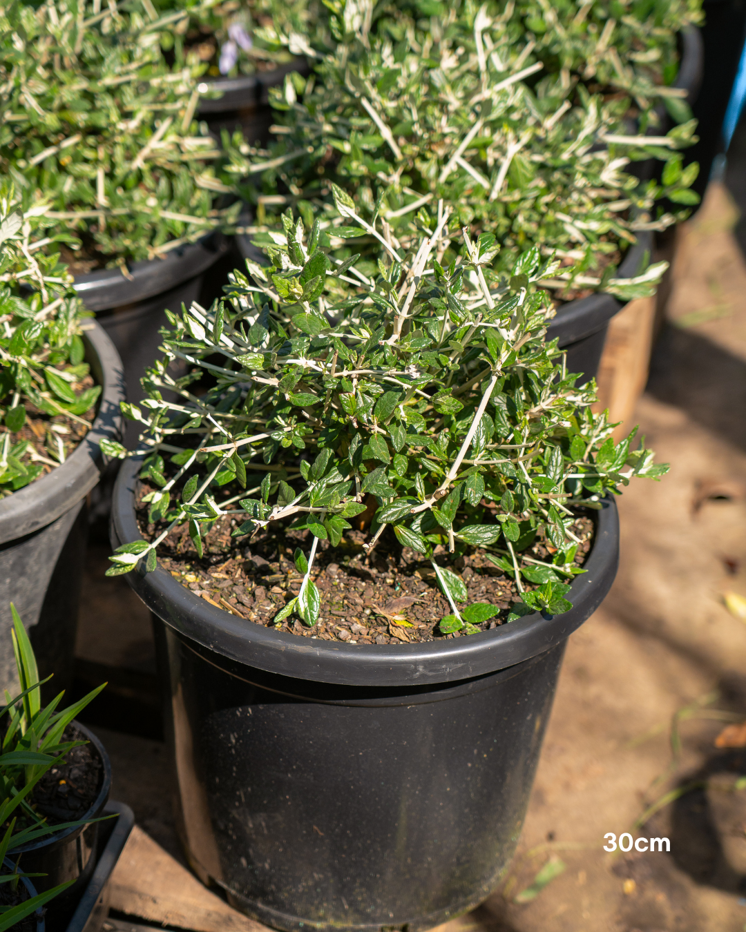 Teucrium fruticans – Silver Bush Germander