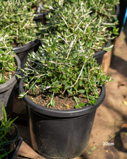 Teucrium fruticans – Silver Bush Germander