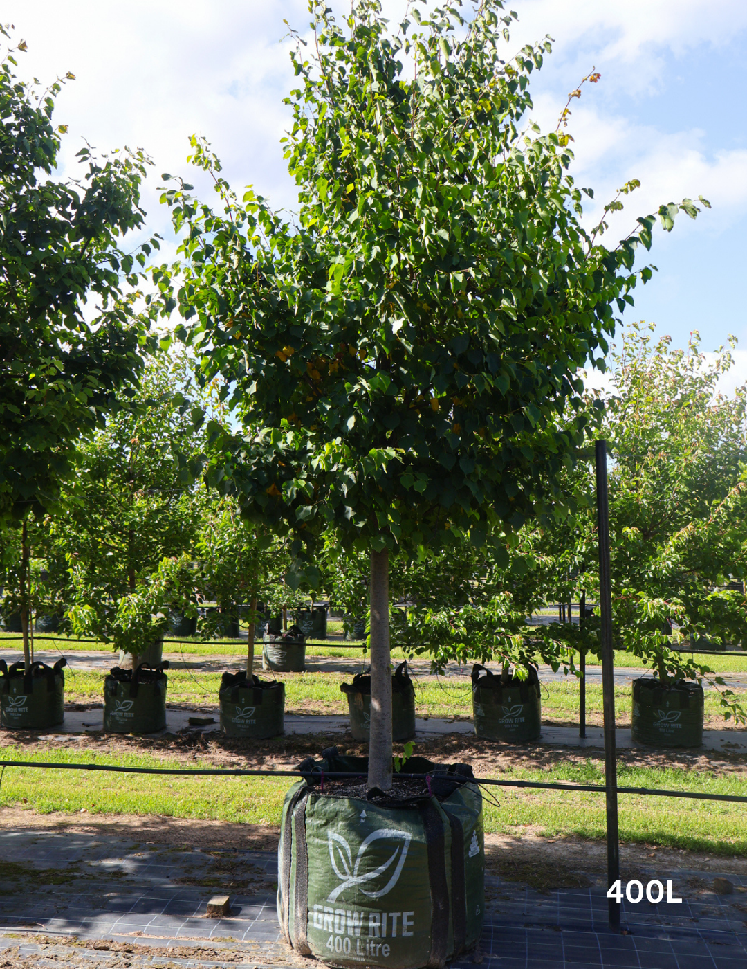 Tilia Cordata - Evergreen Trees Direct