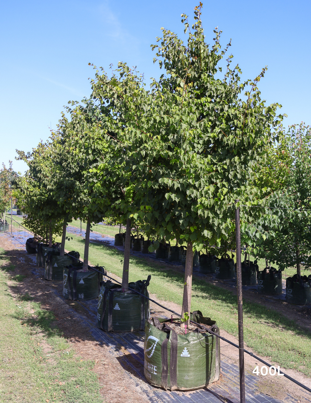 Tilia Cordata - Evergreen Trees Direct