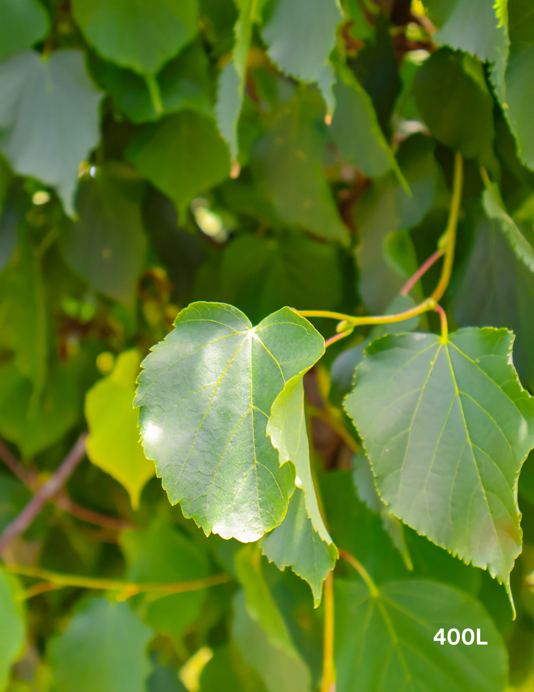 Tilia Cordata - Evergreen Trees Direct