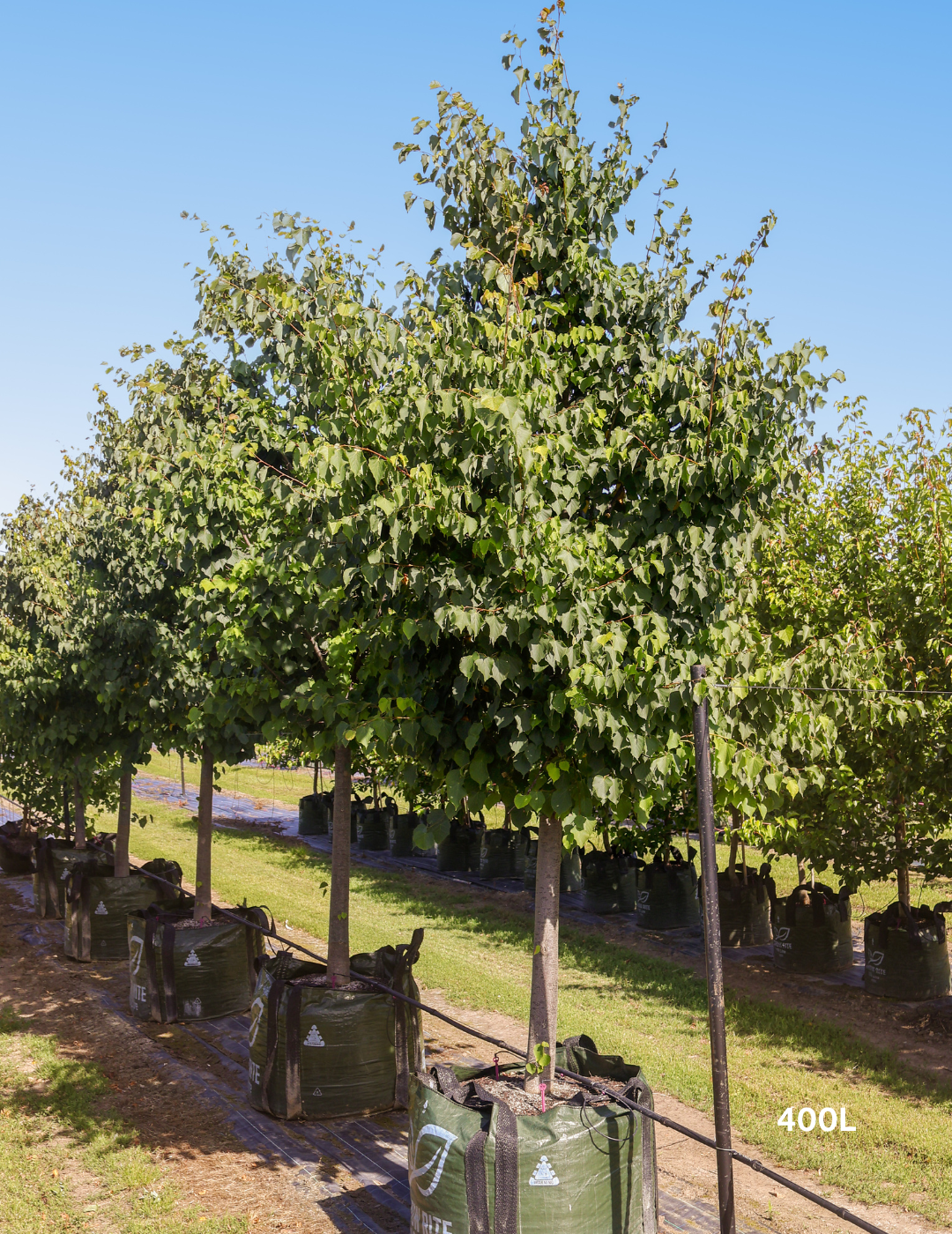 Tilia cordata 'Greenspire'