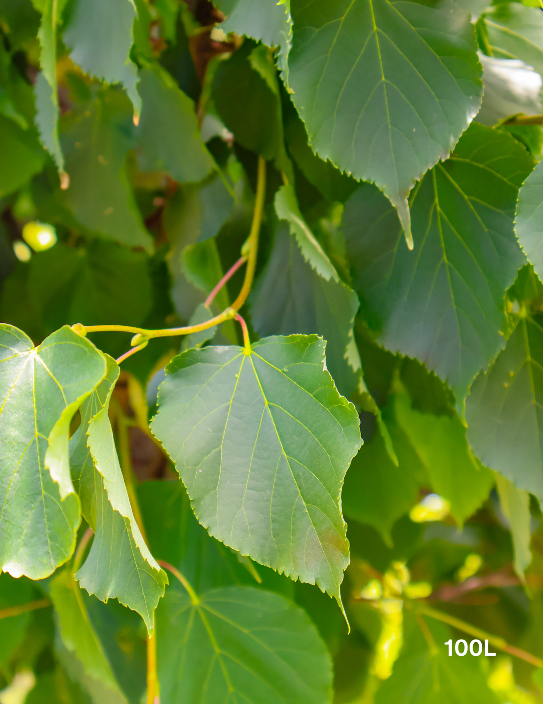 Tilia cordata 'Greenspire’ - Evergreen Trees Direct