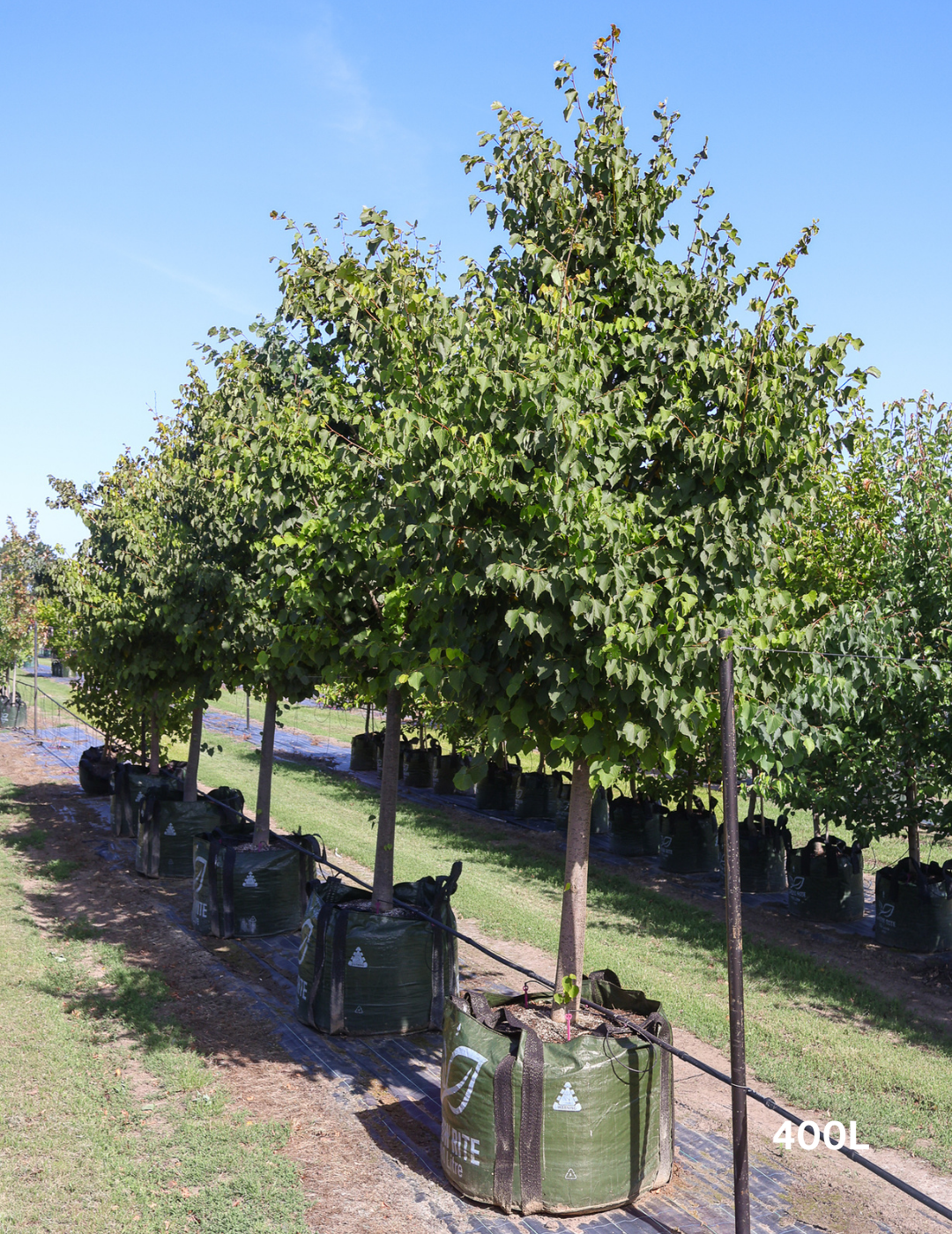 Tilia cordata 'Greenspire’ - Evergreen Trees Direct