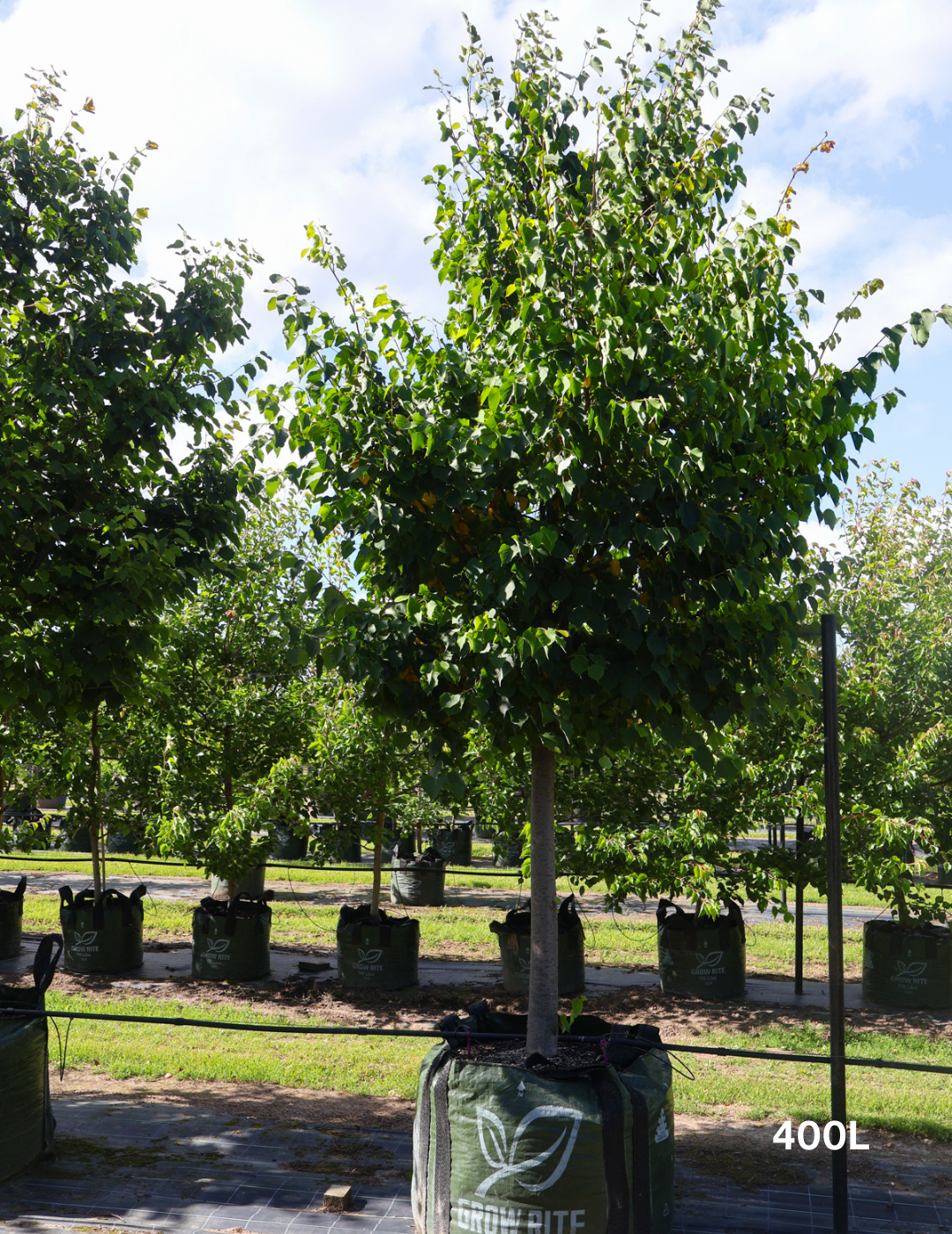 Tilia cordata 'Greenspire’ - Evergreen Trees Direct