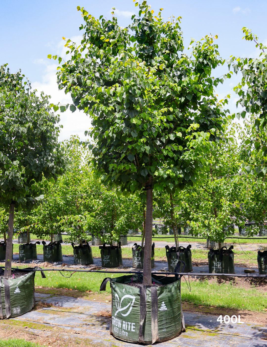 Tilia cordata 'Greenspire’ - Evergreen Trees Direct