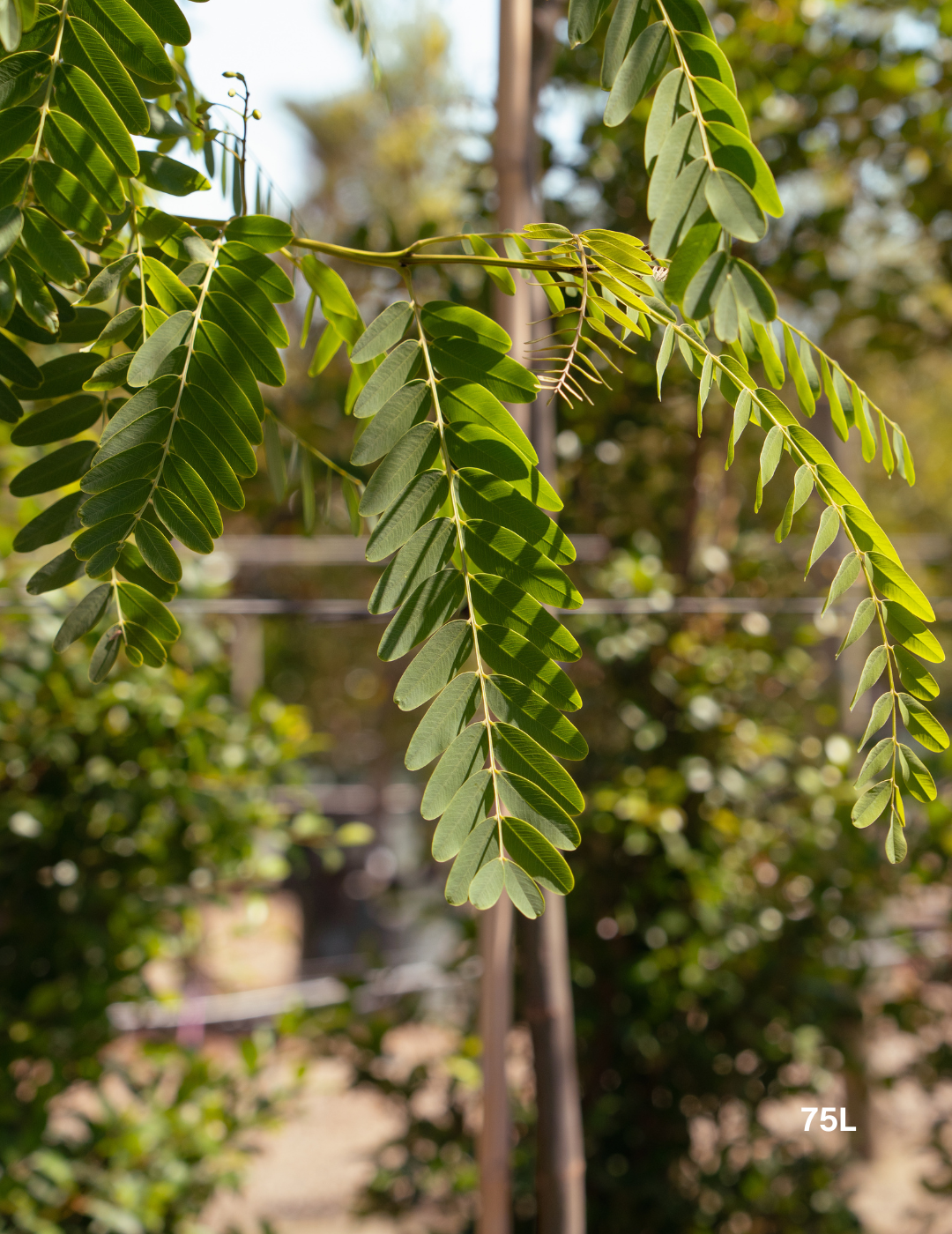 Tipuana tipu – Pride of Bolivia / Rosewood Tree - Evergreen Trees Direct