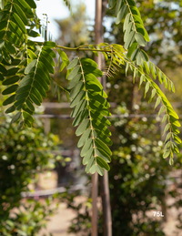 Tipuana tipu – Rosewood Tree | Fast-Growing Shade Tree