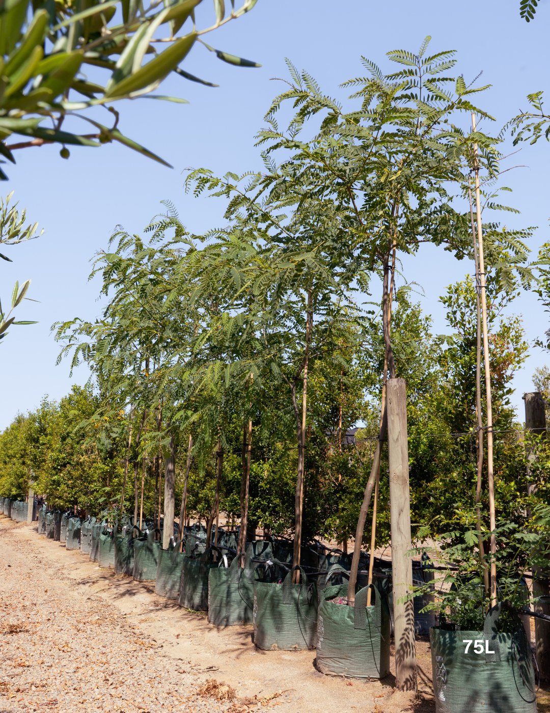 Tipuana tipu – Pride of Bolivia / Rosewood Tree - Evergreen Trees Direct