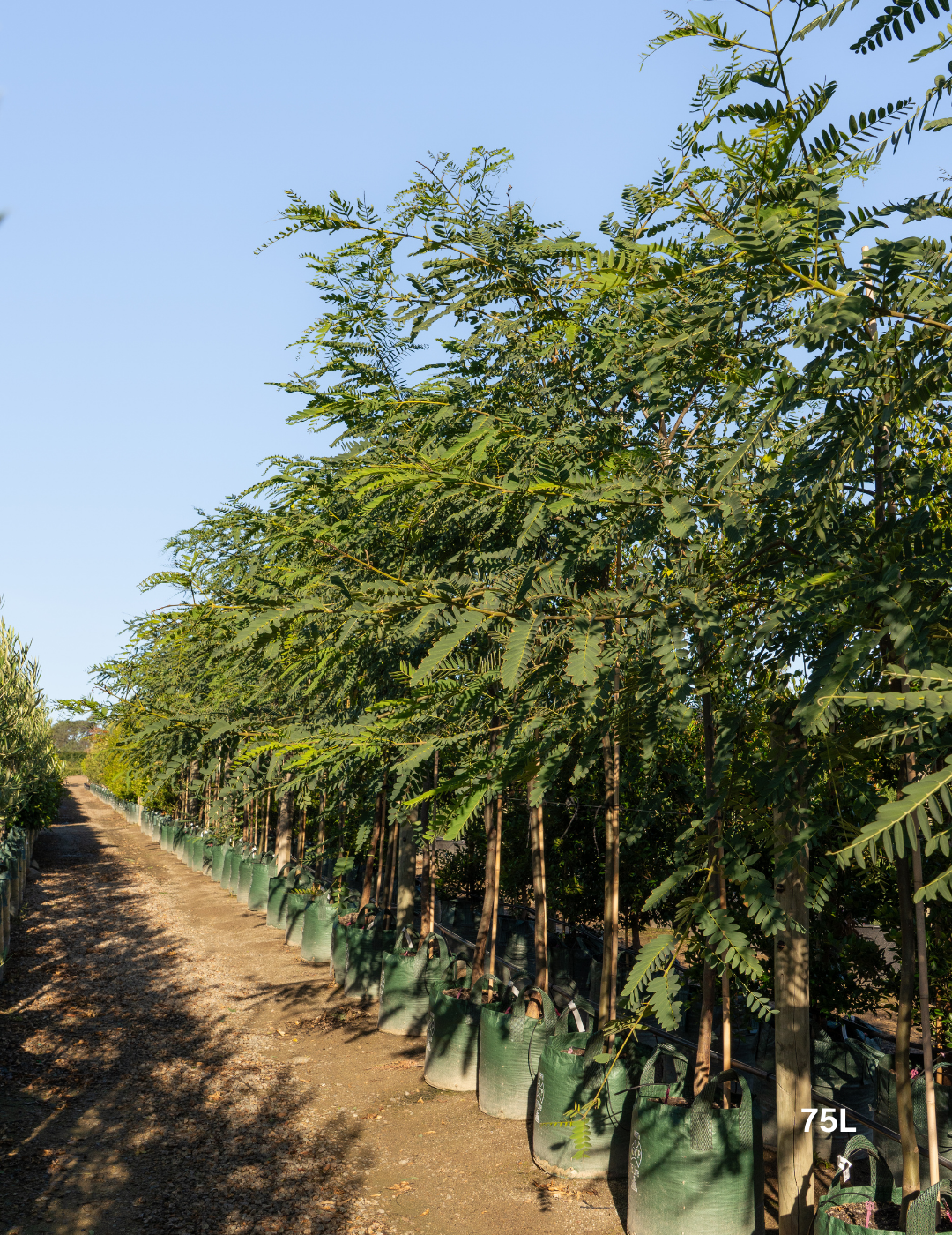 Tipuana tipu – Pride of Bolivia / Rosewood Tree