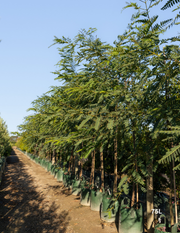 Tipuana tipu – Pride of Bolivia / Rosewood Tree
