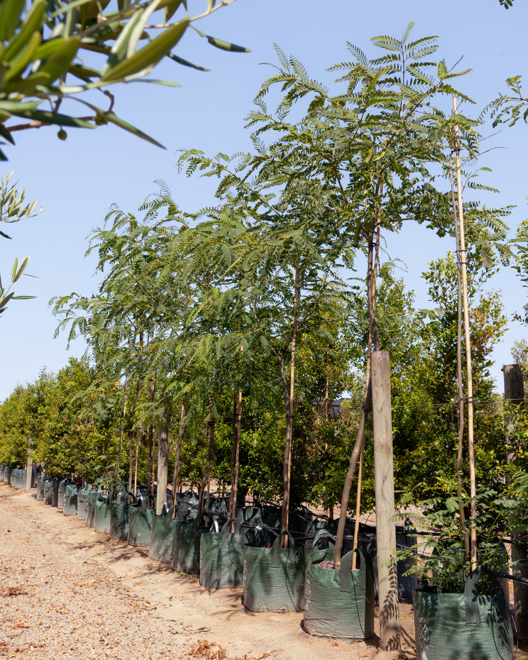 Evergreen Trees Direct