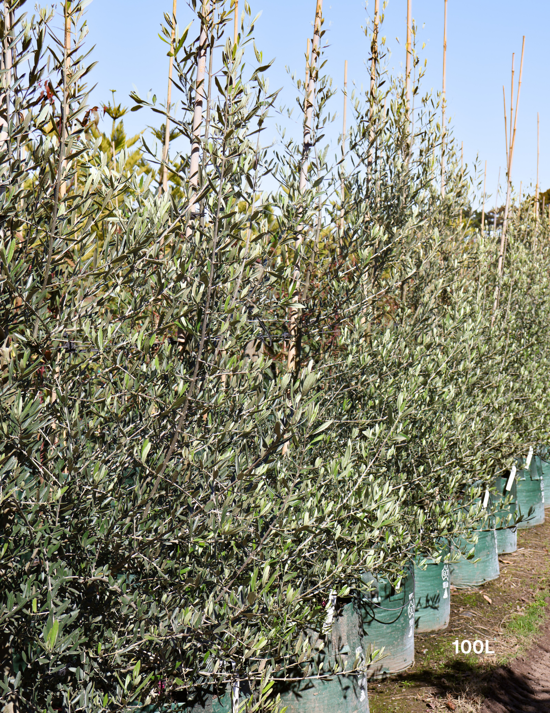 Olea europaea 'Tolley's Upright' - Low Fruiting Olive - Evergreen Trees Direct