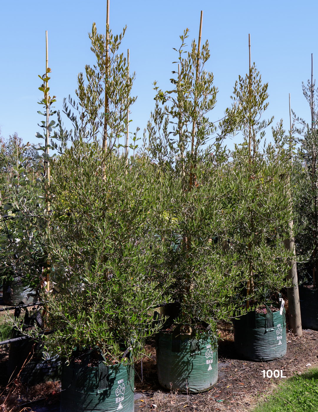 Olea europaea 'Tolley's Upright' - Low Fruiting Olive - Evergreen Trees Direct