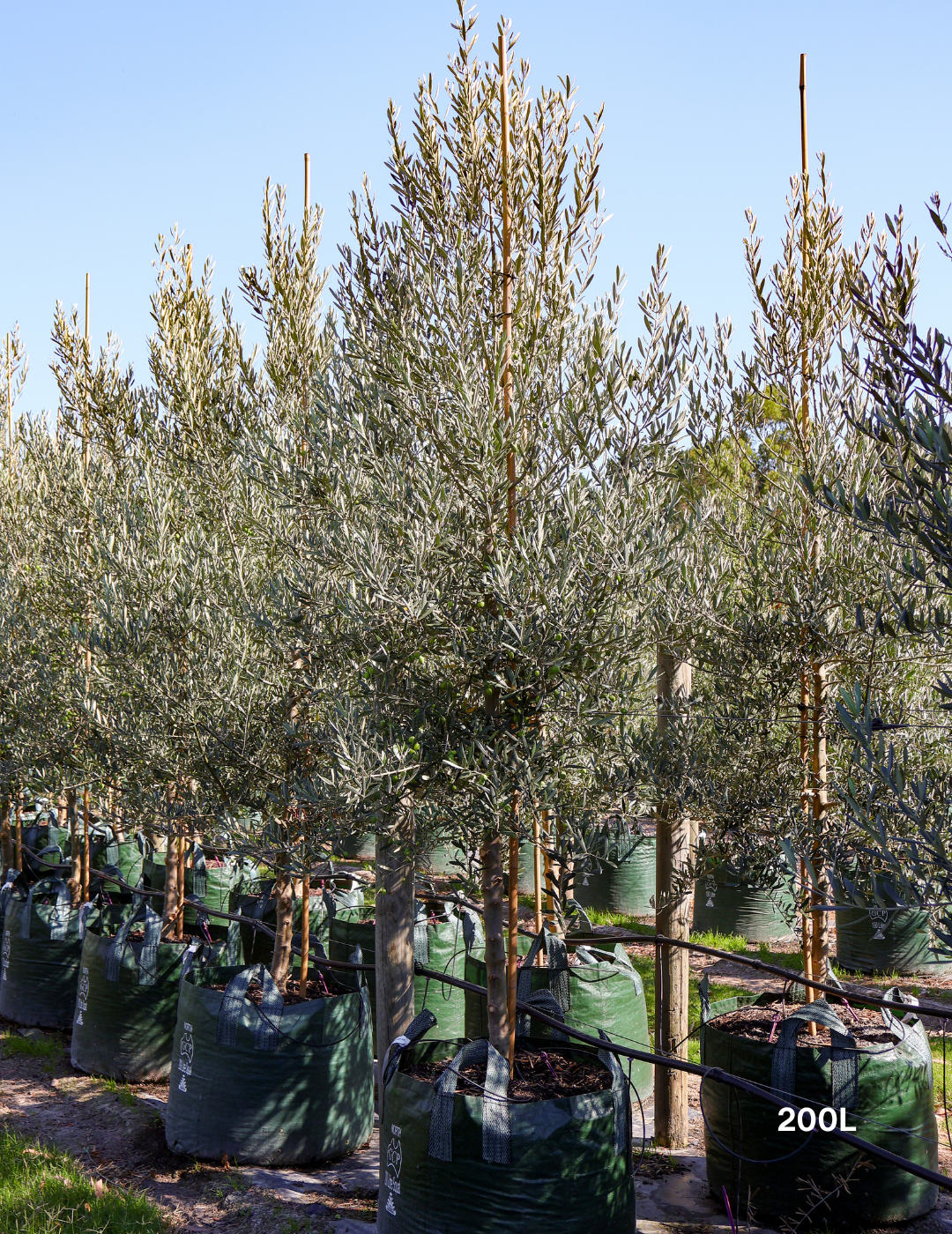 Olea europaea 'Tolley's Upright' - Low Fruiting Olive - Evergreen Trees Direct