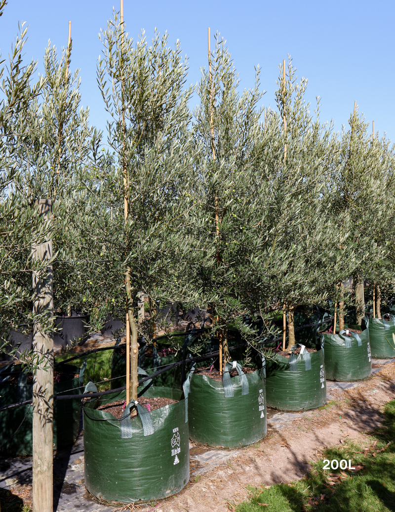 Olea europaea 'Tolley's Upright' Olive Tree - Evergreen Trees Direct