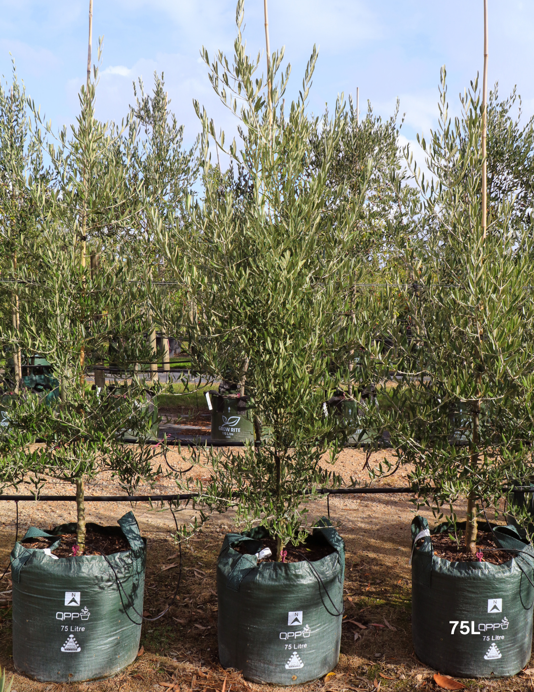 Olea europaea 'Tolley's Upright' - Low Fruiting Olive - Evergreen Trees Direct