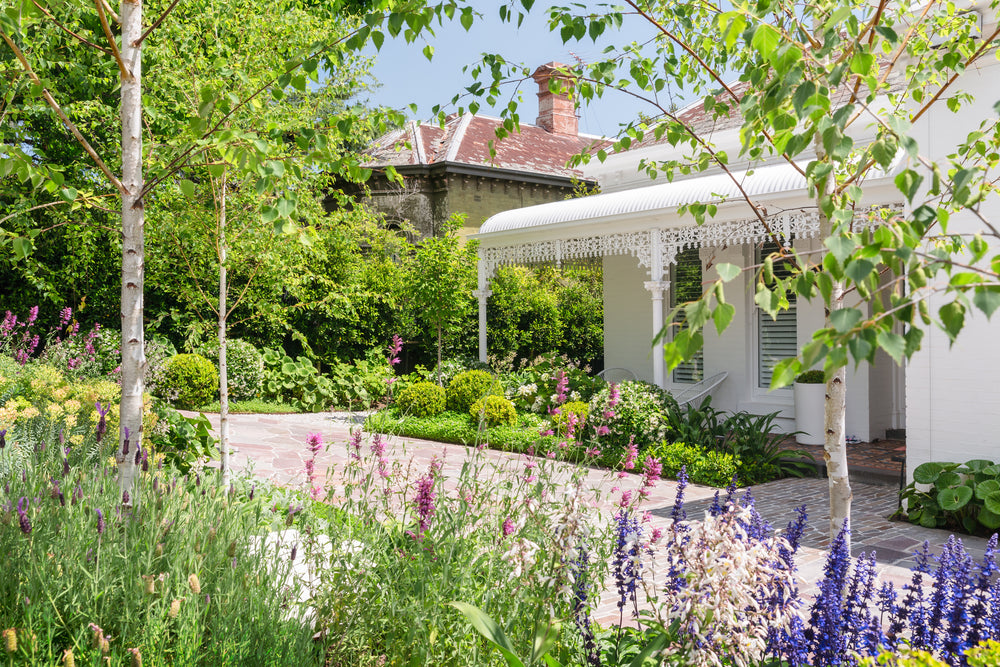 Evergreen Trees Direct