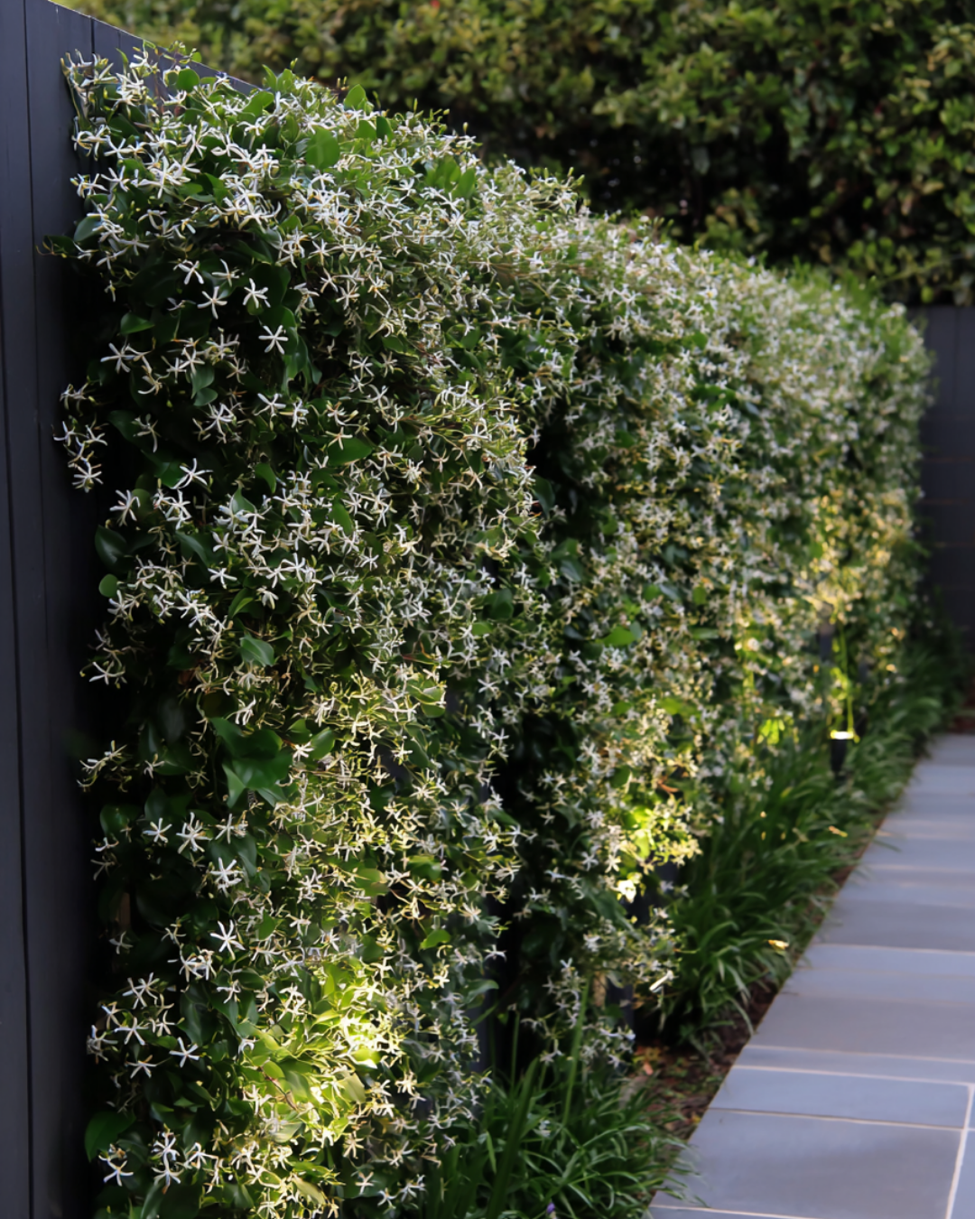 Trachelospermum jasminoides – Star Jasmine