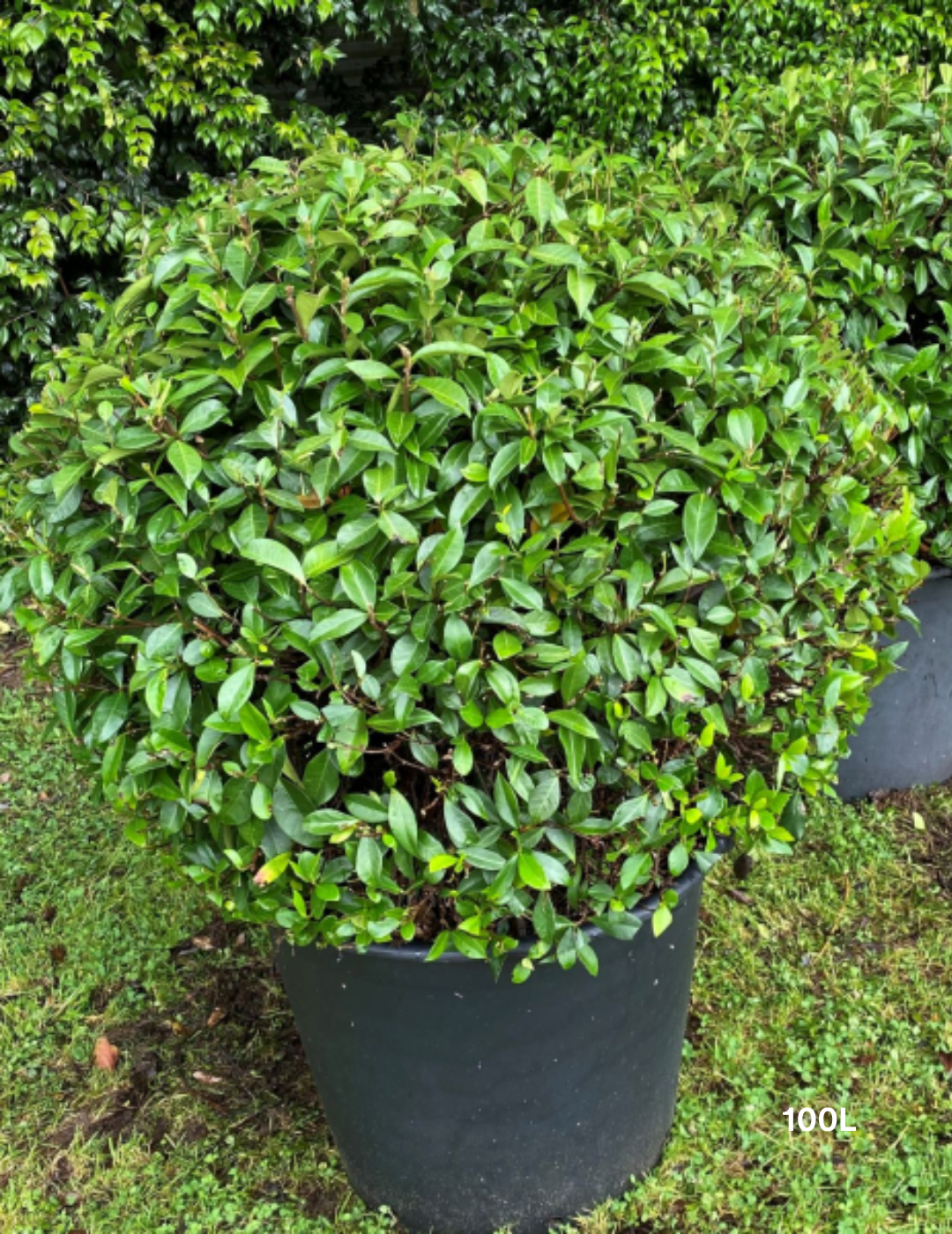 Trachelospermum jasminoides Balls – Star Jasmine Balls - Evergreen Trees Direct