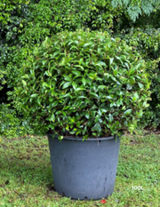 Trachelospermum jasminoides Balls – Star Jasmine Balls - Evergreen Trees Direct