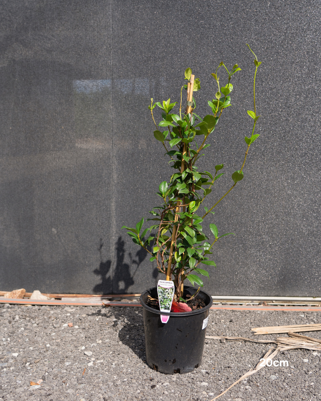 Trachelospermum jasminoides – Star Jasmine