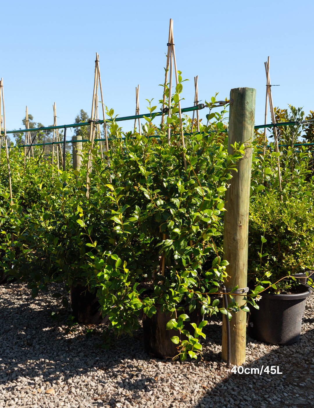 Trachelospermum jasminoides – Star Jasmine