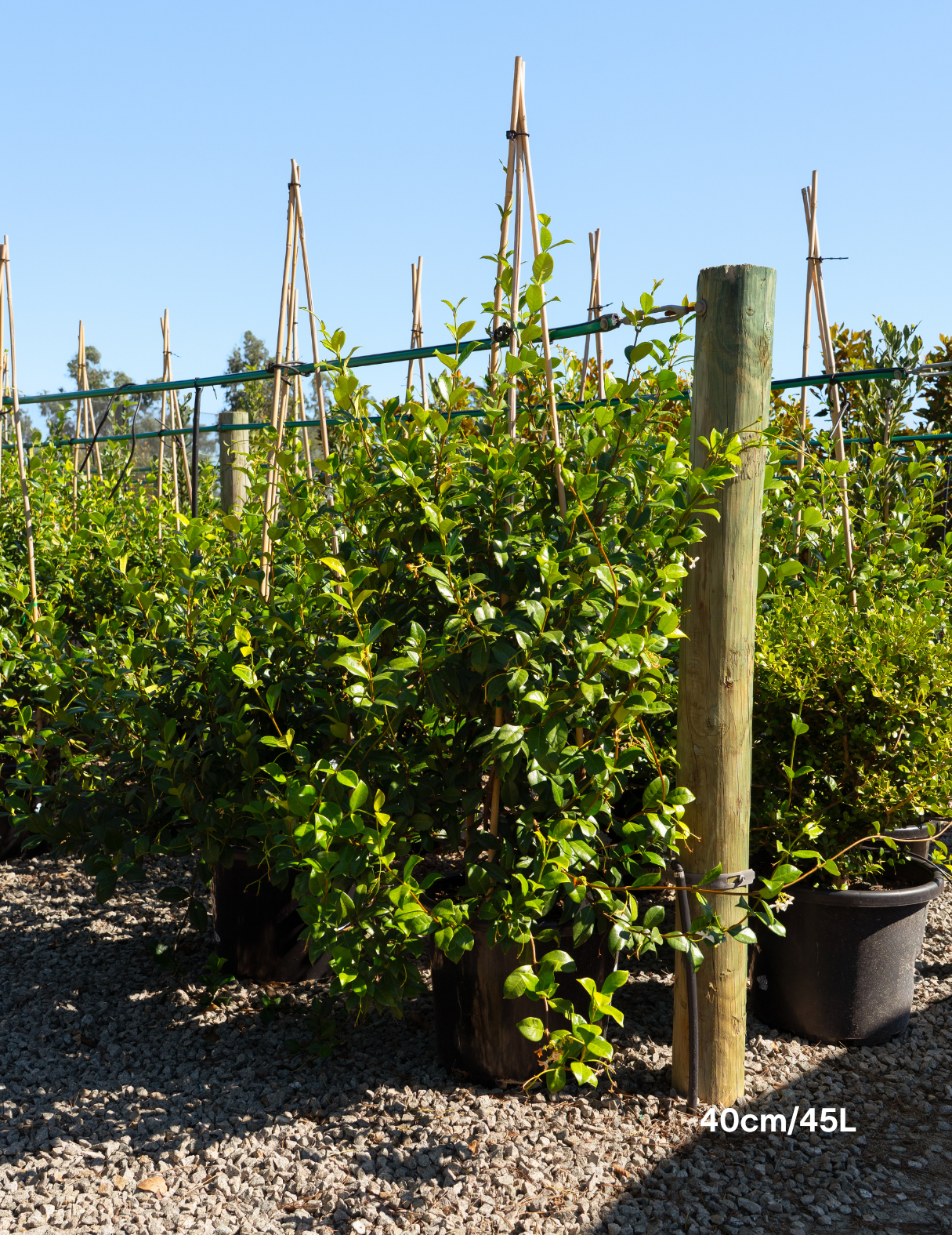 Trachelospermum jasminoides – Star Jasmine