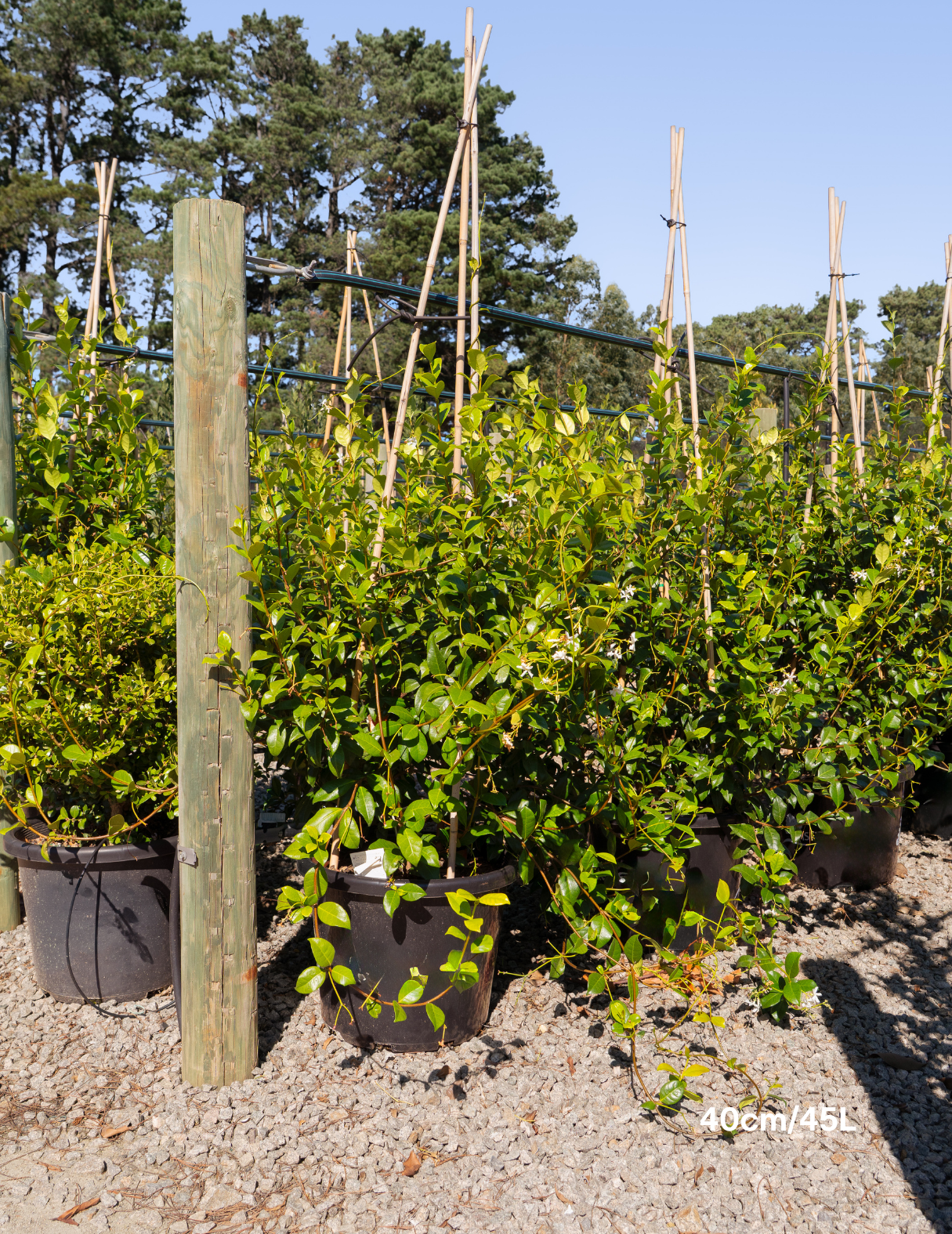 Trachelospermum jasminoides – Star Jasmine