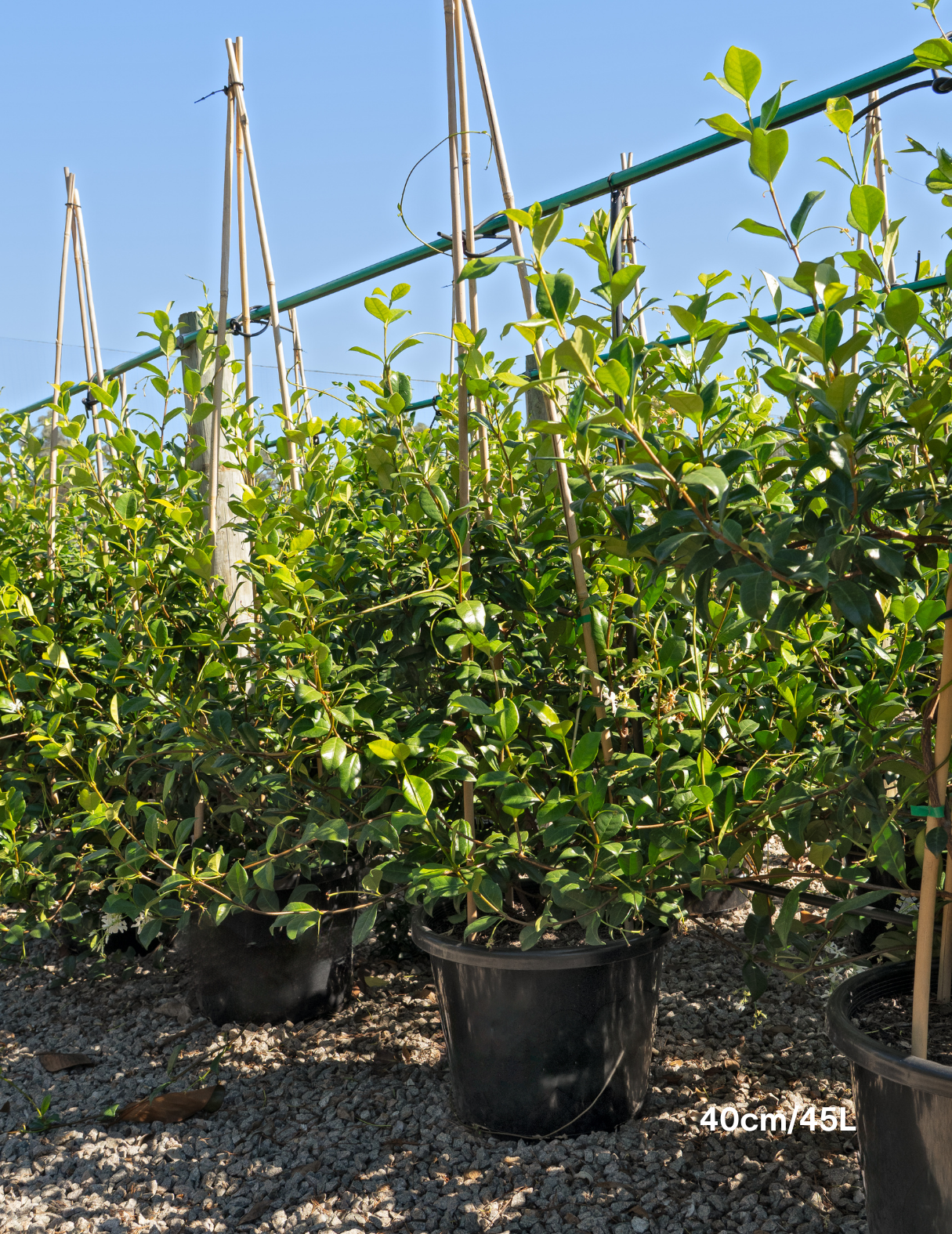 Trachelospermum jasminoides – Star Jasmine