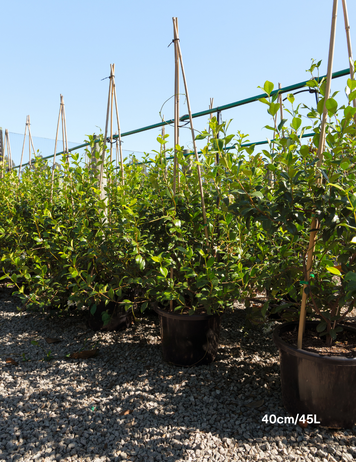 Trachelospermum jasminoides – Star Jasmine