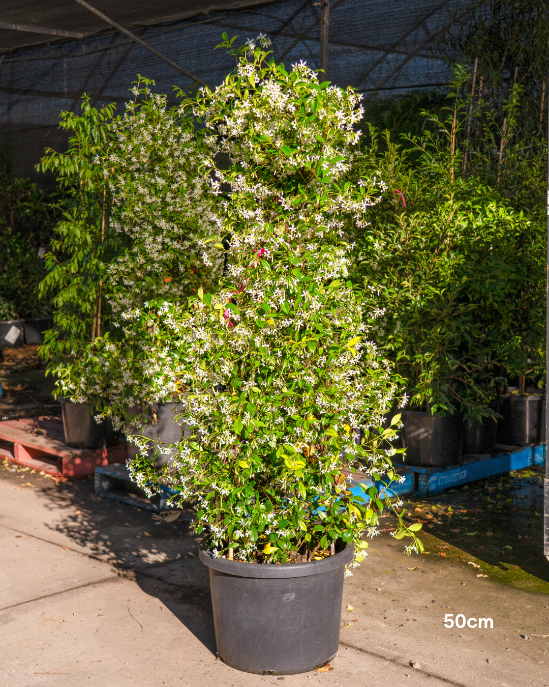 Trachelospermum jasminoides – Star Jasmine