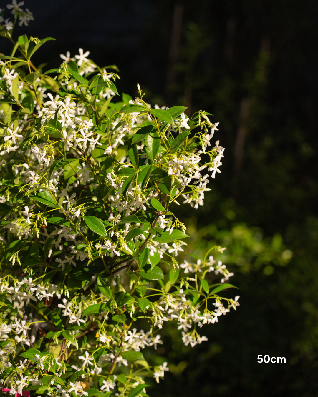 Trachelospermum jasminoides – Star Jasmine