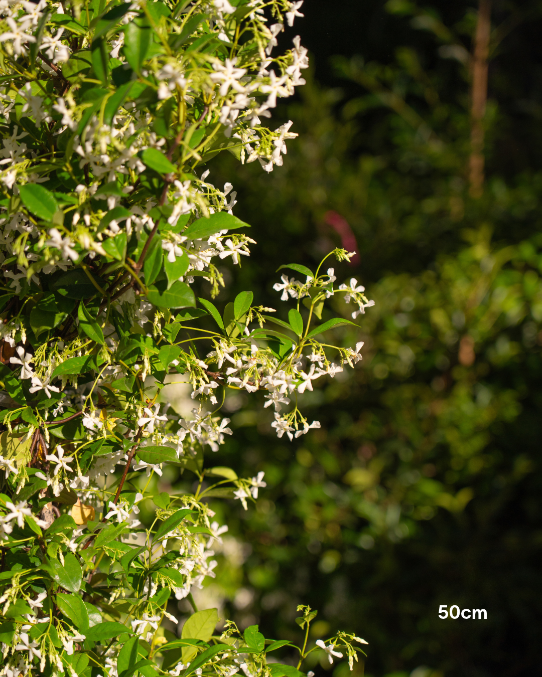 Trachelospermum jasminoides – Star Jasmine